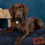 Slumberdown Paws for Slumber Raised Padded Dog Bed – Comfortable, Supportive & Durable Pet Bed for All Breeds-1383538066-1383538065