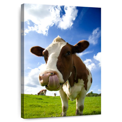 Brampt Cow Licking Nose