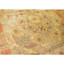 Hand Knotted Wool Area Rug in Cream