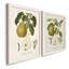 " Pears I " 2 - Pieces-237470327-237470325