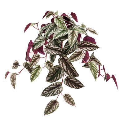 24" Artificial Cissus Discolor Hanging Plant