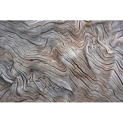 Tree by SafakOguz - Wrapped Canvas Print