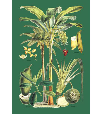 Plants Used as Food Painting Print