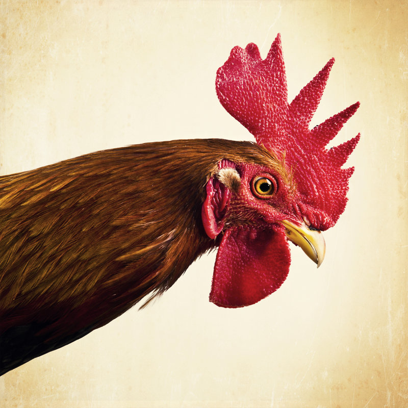 Young Rooster Portrait by THEPALMER - No Frame Art Prints on Canvas, 91cm H x 91cm W