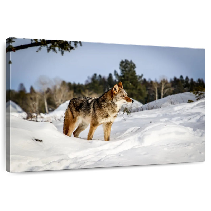 Winter Snow Coyotes