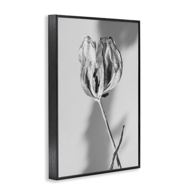 Giclée encadrée de tulipe pâle Requiem, design par Amy Carroll, H 18 po x l 12 po, Giclée encadrée noir minuit