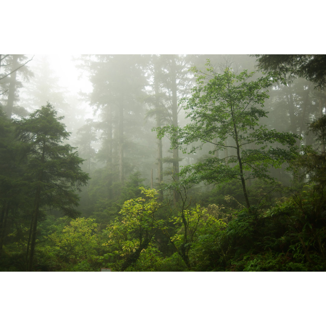 Nebliger Wald von Kokophoto - Druck