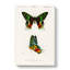 Madagascan Sunset Moth PL. 14 by Charles D Orbigny - Wrapped Canvas-55365074
