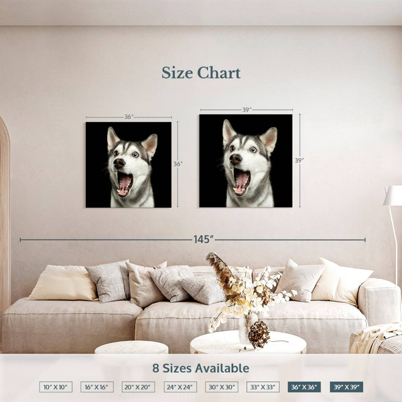 Brampt Surprised Siberian Husky