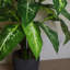 100cm Faux Plant in Pot Liner