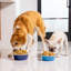 Pet Dog Bowl-63423616-63909065
