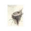 On The Branch I Print by Sara Brown-26947795-26947792