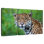 Jaguar Gaze