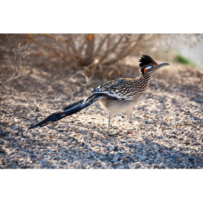 Road Runner by Jzabloski