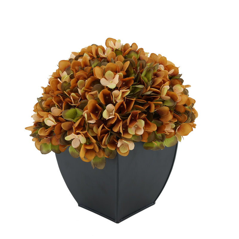 Arrangement floral hortensia en pot, Café