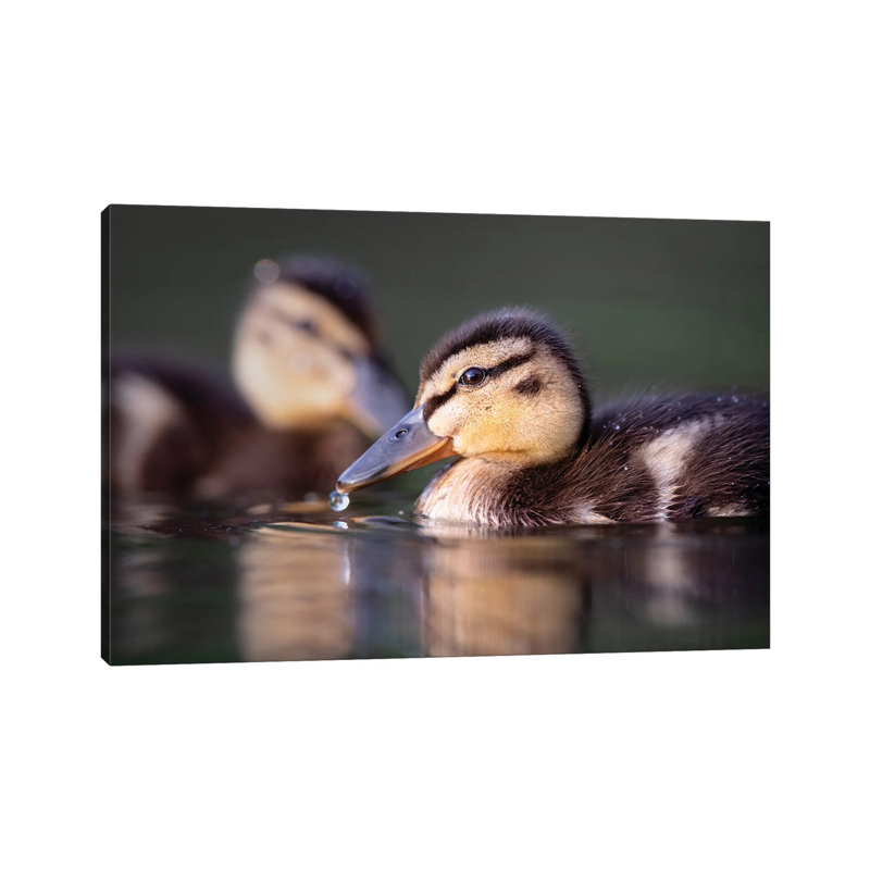 Droplet 1 Piece Wrapped Canvas Wall Art, 20.32cm H x 30.48cm W x 1.9cm D