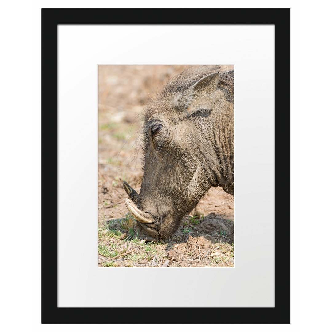 Futtersuchendes Warzenschwein Gerahmter Fotokunstdruck