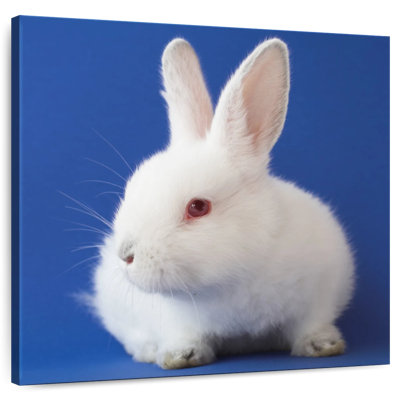 Brampt, lapin blanc sur fond bleu