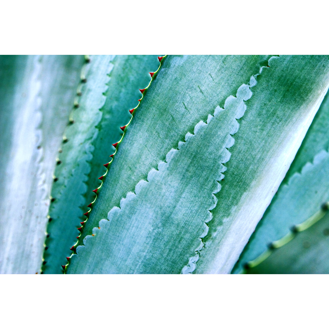 Agave Leaves von DanielAzocar - Kunstdrucke auf Leinwand ohne Rahmen