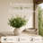 4pc Eucalyptus Bush 20" - 2025 Spring Collection