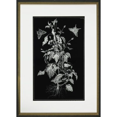 Butterfly Botanical II Print