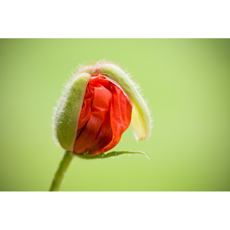 Oriental Poppy About To Blossom by Skhoward - No Frame Art Prints on Canvas, 30cm H x 46cm W