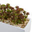 Feuillage artificiel 4" dans le panier