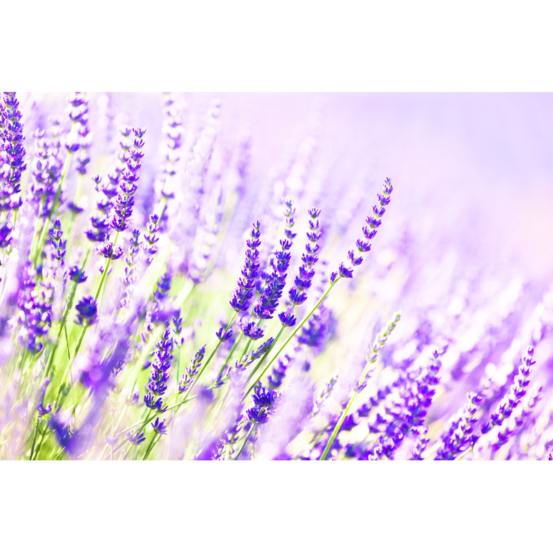 Lavender Flowers by Brzozowska - Wrapped Canvas Print, 51cm H x 76cm W x 3.8cm D