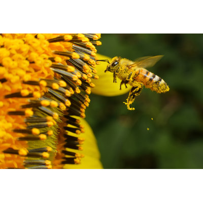 Bee Working - Wrapped Canvas Print