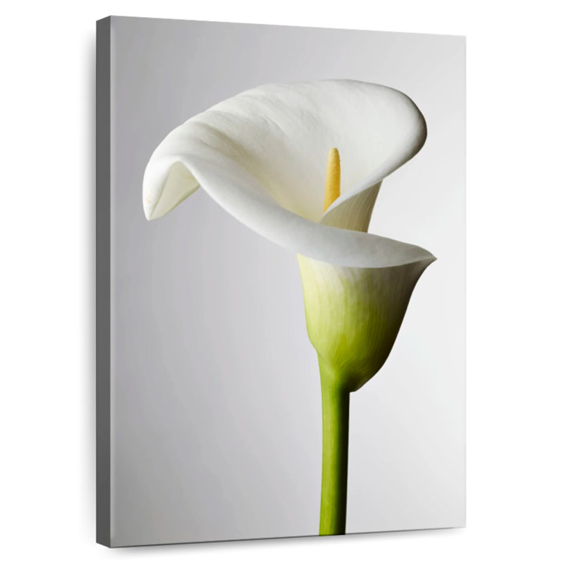 Harnek Fresh Calla Lily, 51" H x 34" W