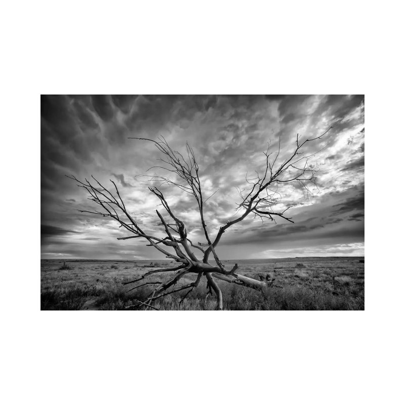 Colorado Storm by Dan Ballard - Wrapped Canvas Gallery-Wrapped Canvas Giclée, 101.6 cm H x 66.04 cm W x 1.91 cm D