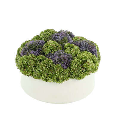 Assortiment d'arrangement floral Sedum