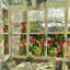 Tulip red window decorative adhesive