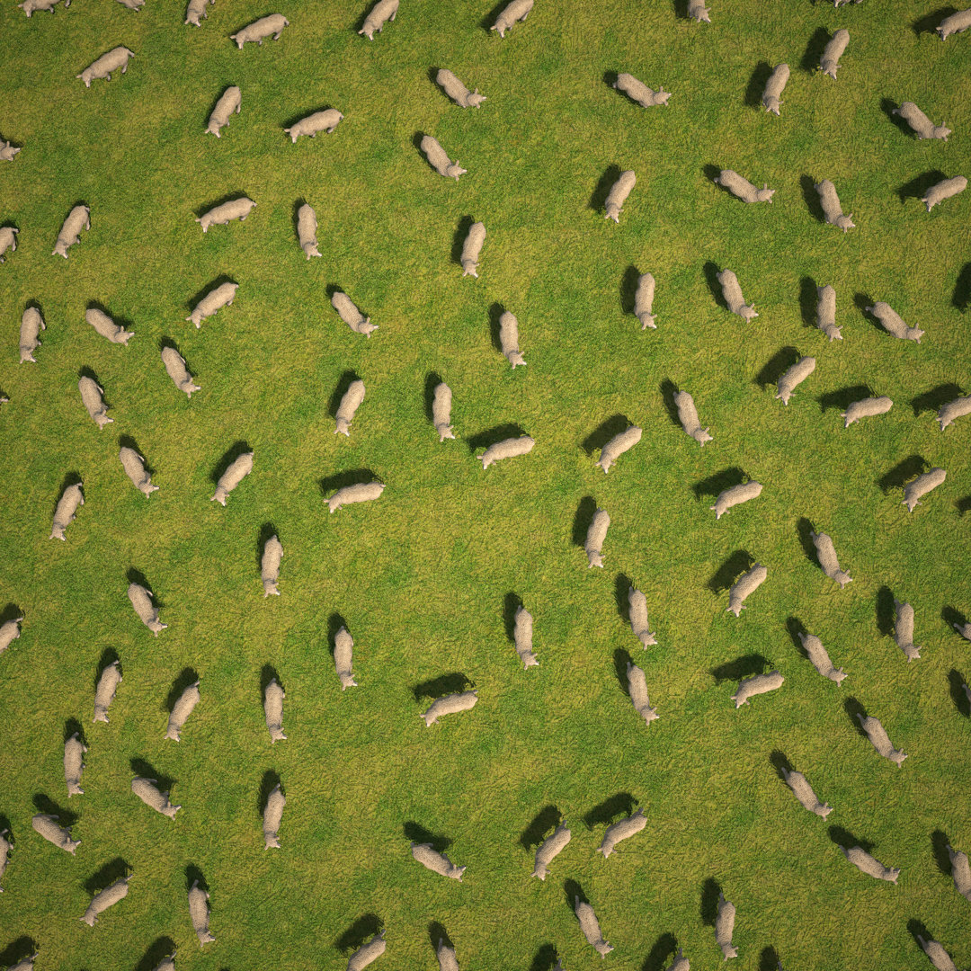 Flock Of Sheep - Wrapped Canvas Print