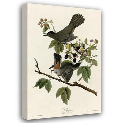 Lark Manor Vintage Apple Collection Gallery Wrapped Canvas Art Titled: Catbird