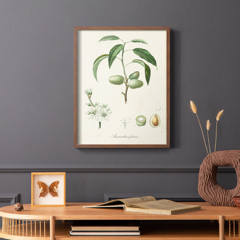 Antique Ammond Botanical I, reproduction encadrée - bois massif, Brun, H 28 po x l 22 po