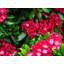 Mountain Laurel_Maine Print by Tom Kostes-398263683
