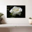 Harnek Dewdrops sur une rose blanche-107497040