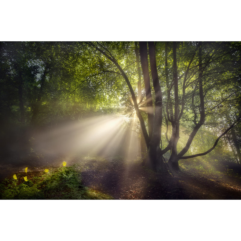Wrapped Canvas Print, 50.8 cm H x 76.2 cm W
