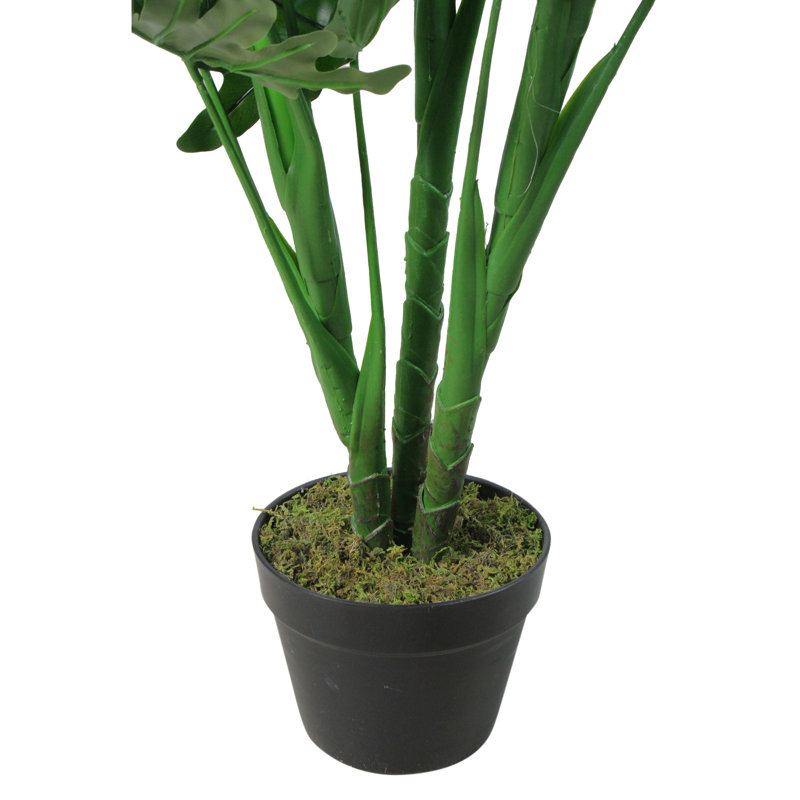 Evergreen 47" Philodendron Selloum in Decorative Black Pot