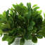 Peperomia Bush in Ceramic Pot