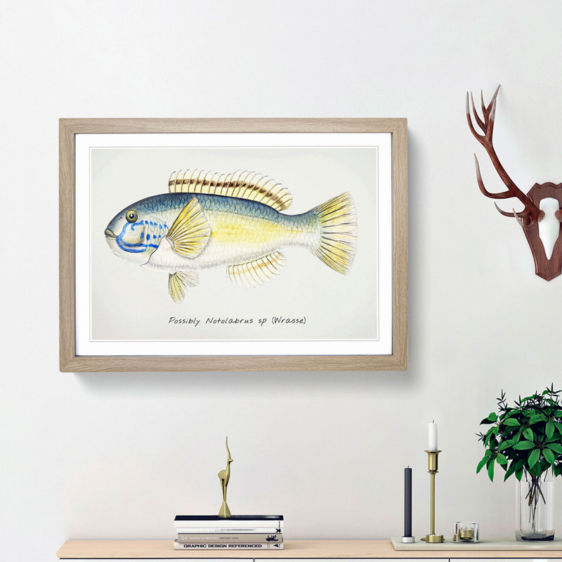 An Illustration Of A Wrasse Fish by F.E. Clarke - Single Picture Frame Painting, Oak Framed, 45cm H x 63cm W x 2cm D