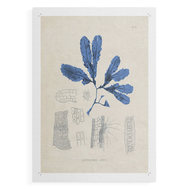 Blue Marine Algae VII - Impression sur toile seulement - NON CADRE, H 18 po x l 12 po