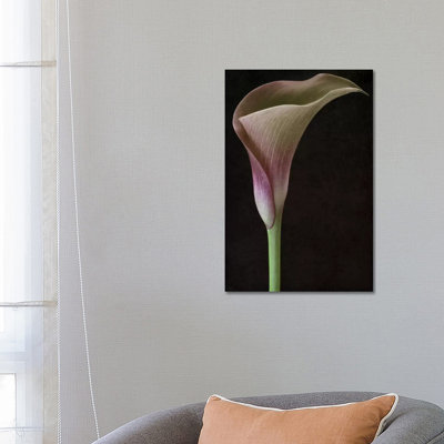 Calla Lily II by Alyson Fennell - Wrapped Canvas Print