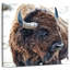 Ronce en présence de bisons-109229324