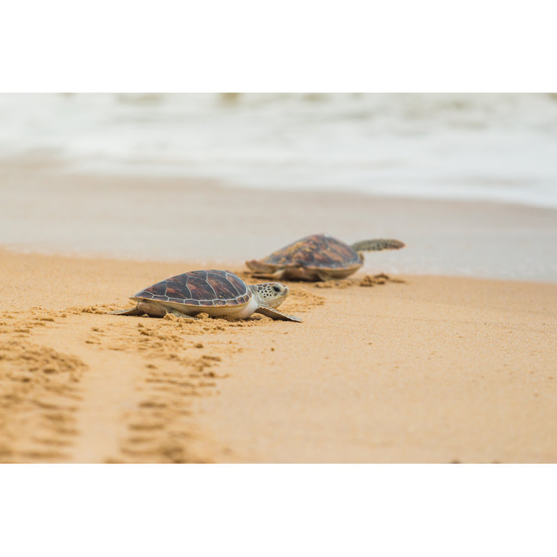 Hawksbill Sea Turtle On The Beach, Thailand. by KorradolYamsattham - Wrapped Canvas Print, 61cm H x 91cm W