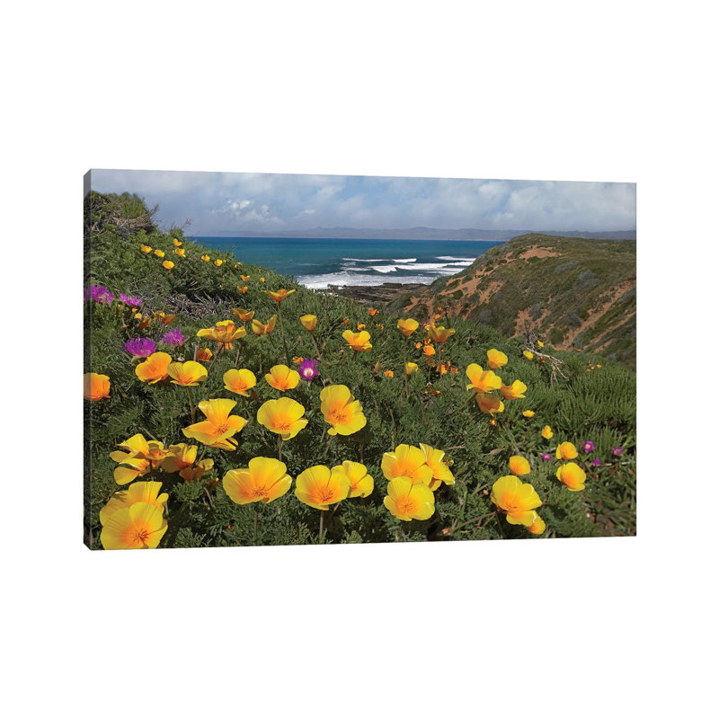 California Poppy Field, Montano De Oro State Park, California 1 Piece Wrapped Canvas Wall Art, 30.48 cm H x 45.72 cm W