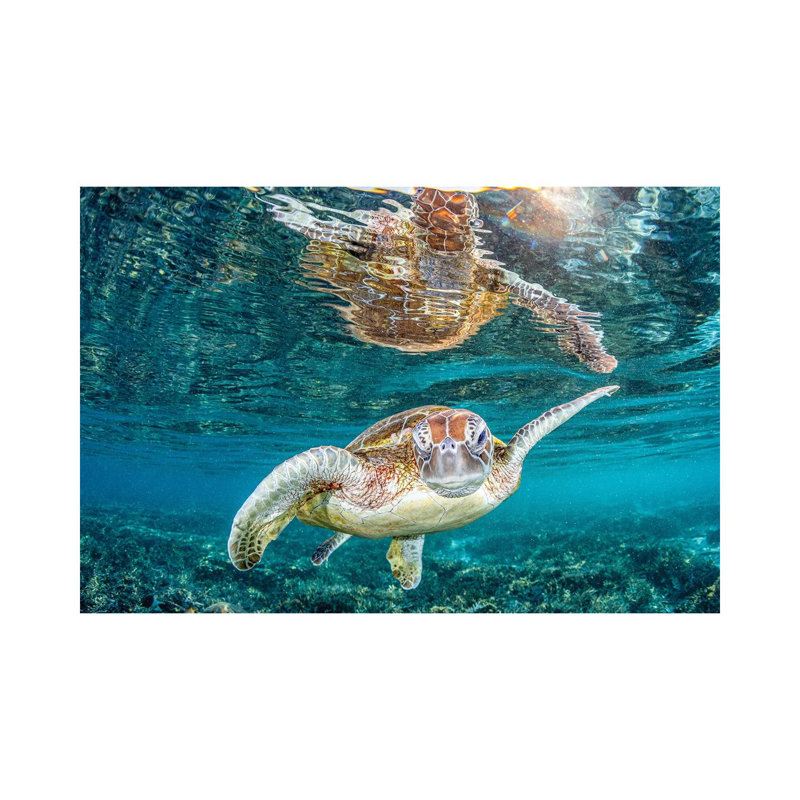 Turtle Wink by Jordan Robins - Wrapped Canvas Print, 66.04 cm H x 45.72 cm W x 3.175 cm D
