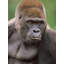 «Red Barrel Studio® Fitzharris, Tim», art sur toile tendu sous le titre: Gorilla 58956-1041570902