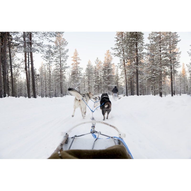Tourists Running A Dogsled by Jorge Duarte Estevao - Wrapped Canvas Print, 30cm H x 46cm W